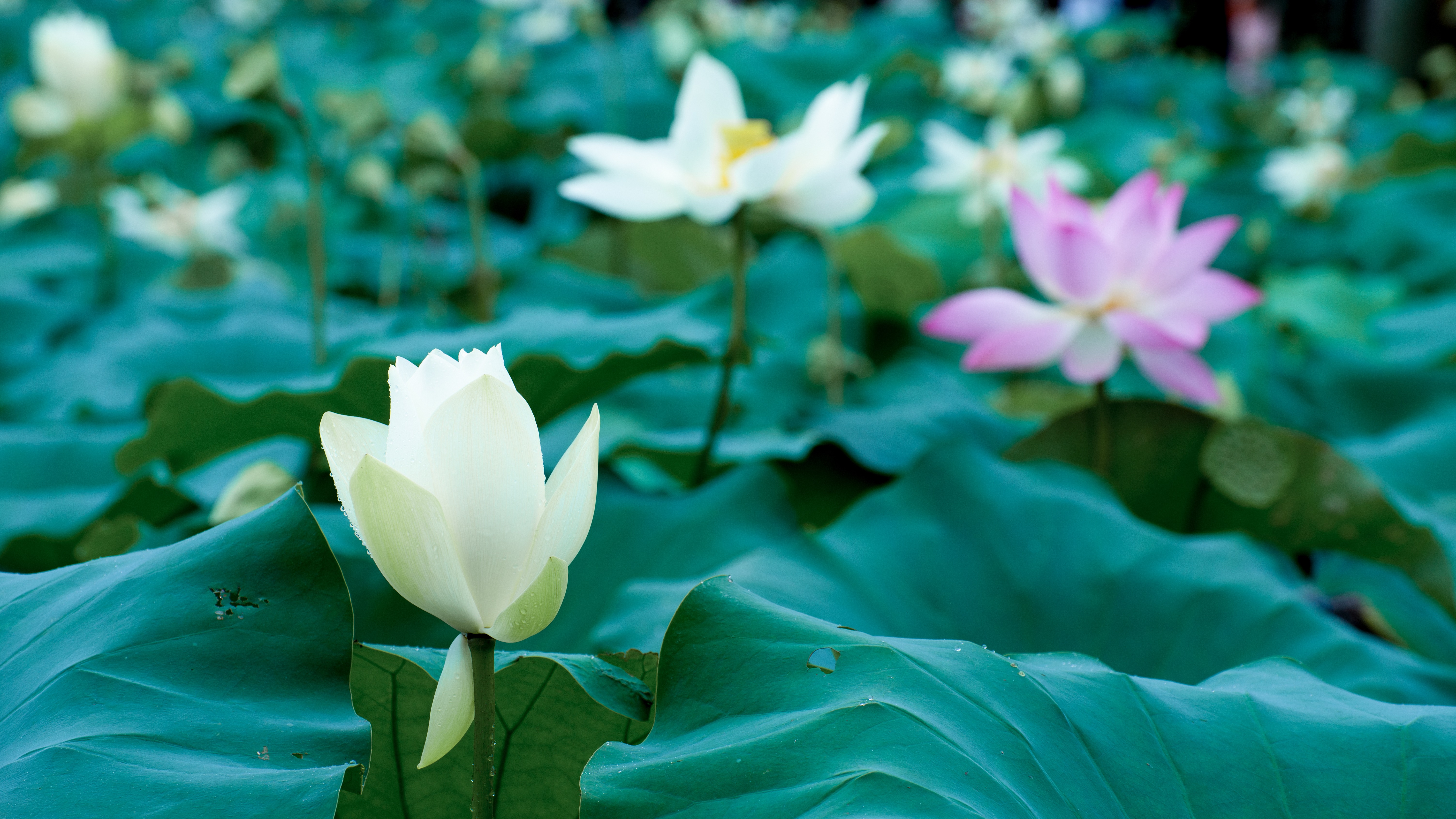 A pristine white lotus flower in sharp focus against softly blurred emerald leaves in a tranquil pond.