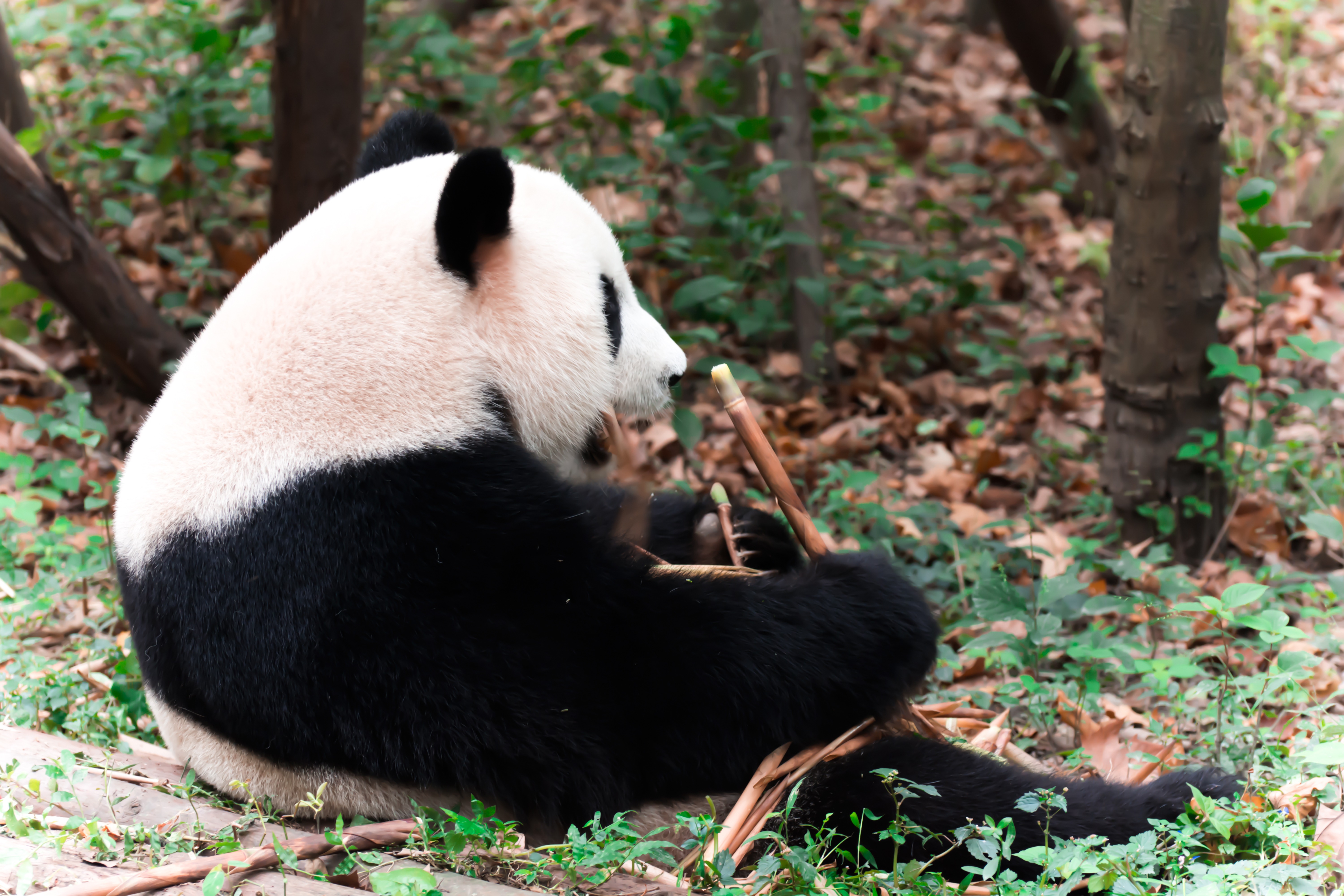 Giant panda sitting on a forest floor in Chengdu, eating bamboo with soft lighting and blurred trees in the background.