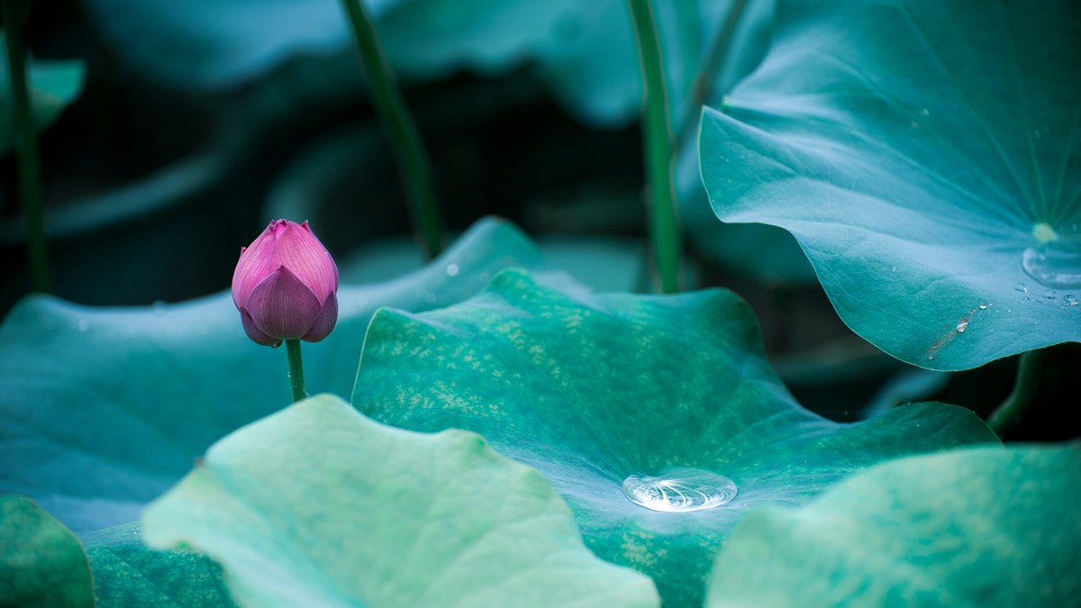 A sharp magenta lotus bud stands against blurred green leaves, featuring a glowing water droplet in soft morning light.