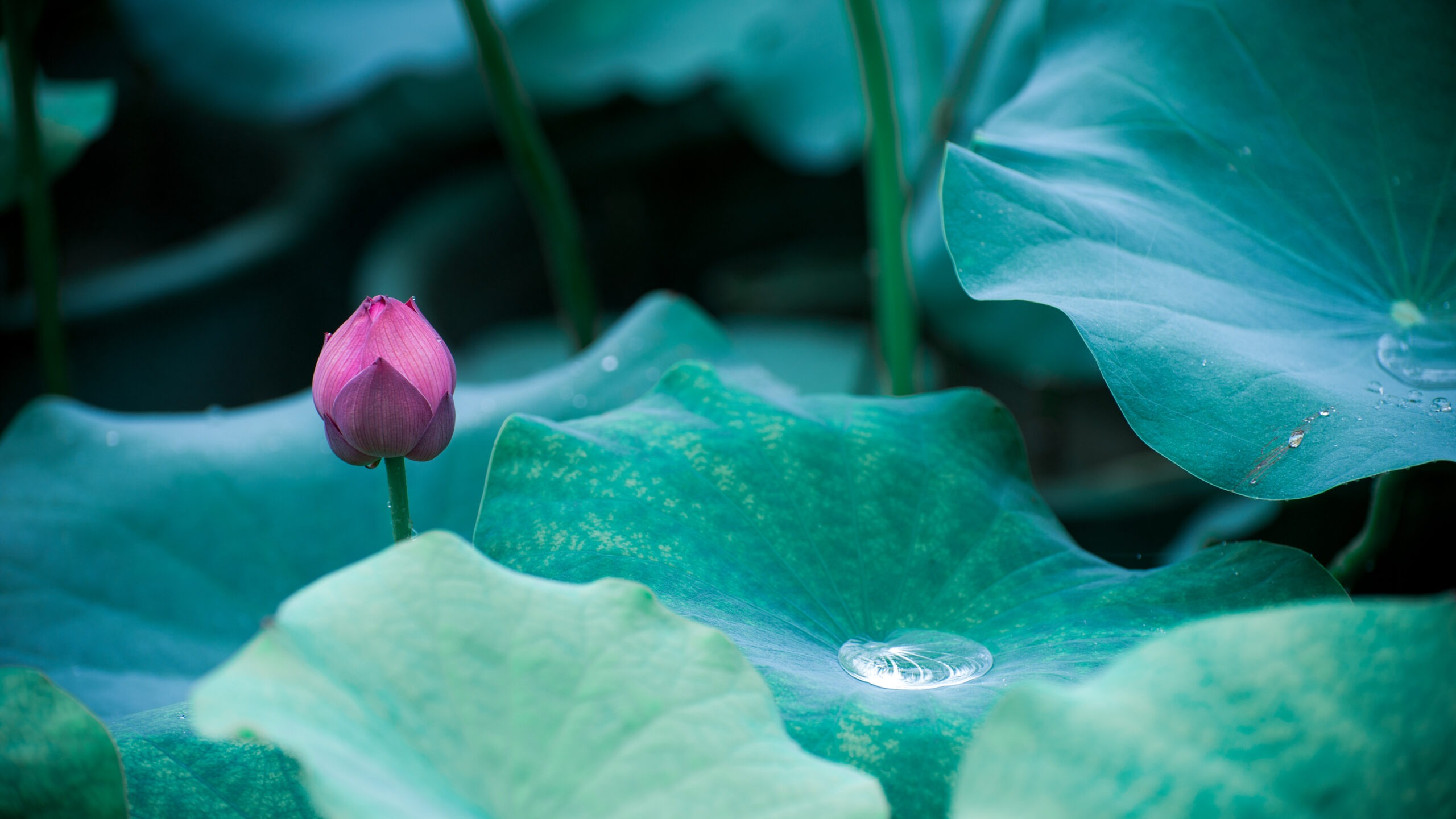 A sharp magenta lotus bud stands against blurred green leaves, featuring a glowing water droplet in soft morning light.