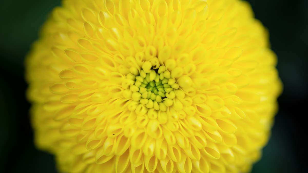 A vibrant yellow chrysanthemum in full bloom shot from above against a blurred black background.