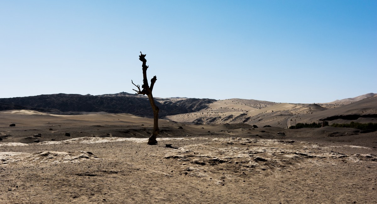 A solitary gnarled tree stands in stark silhouette against a vast, cloudless blue sky over an arid desert landscape.