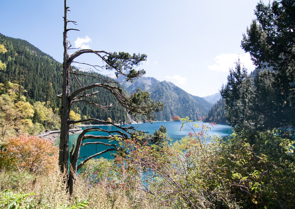 Twisted pine tree framing a turquoise alpine lake and snow-capped mountains in Jiuzhaigou Valley.