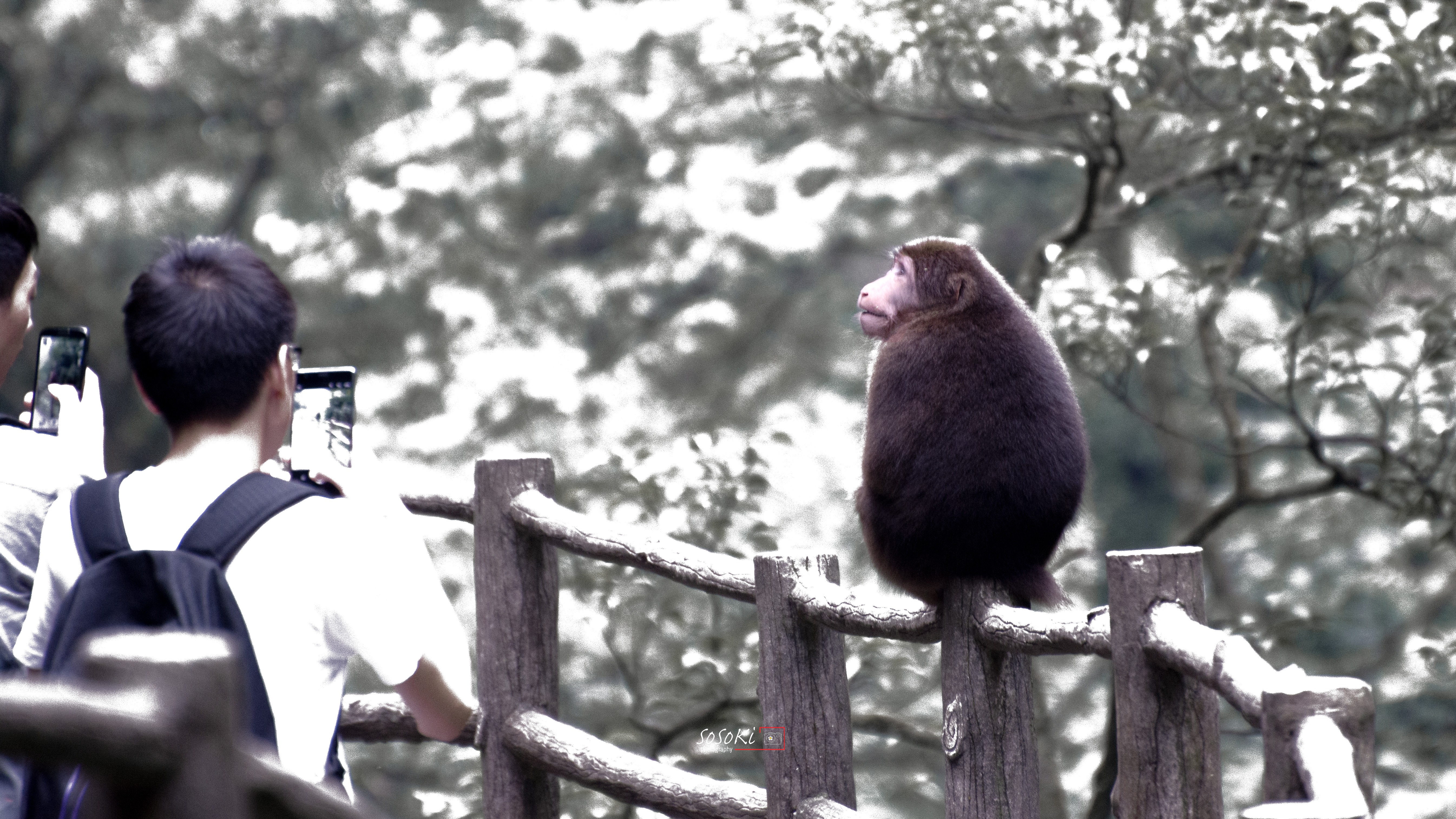 A wild macaque sits in profile on a wooden railing against a blurred misty forest at Mount Emei.