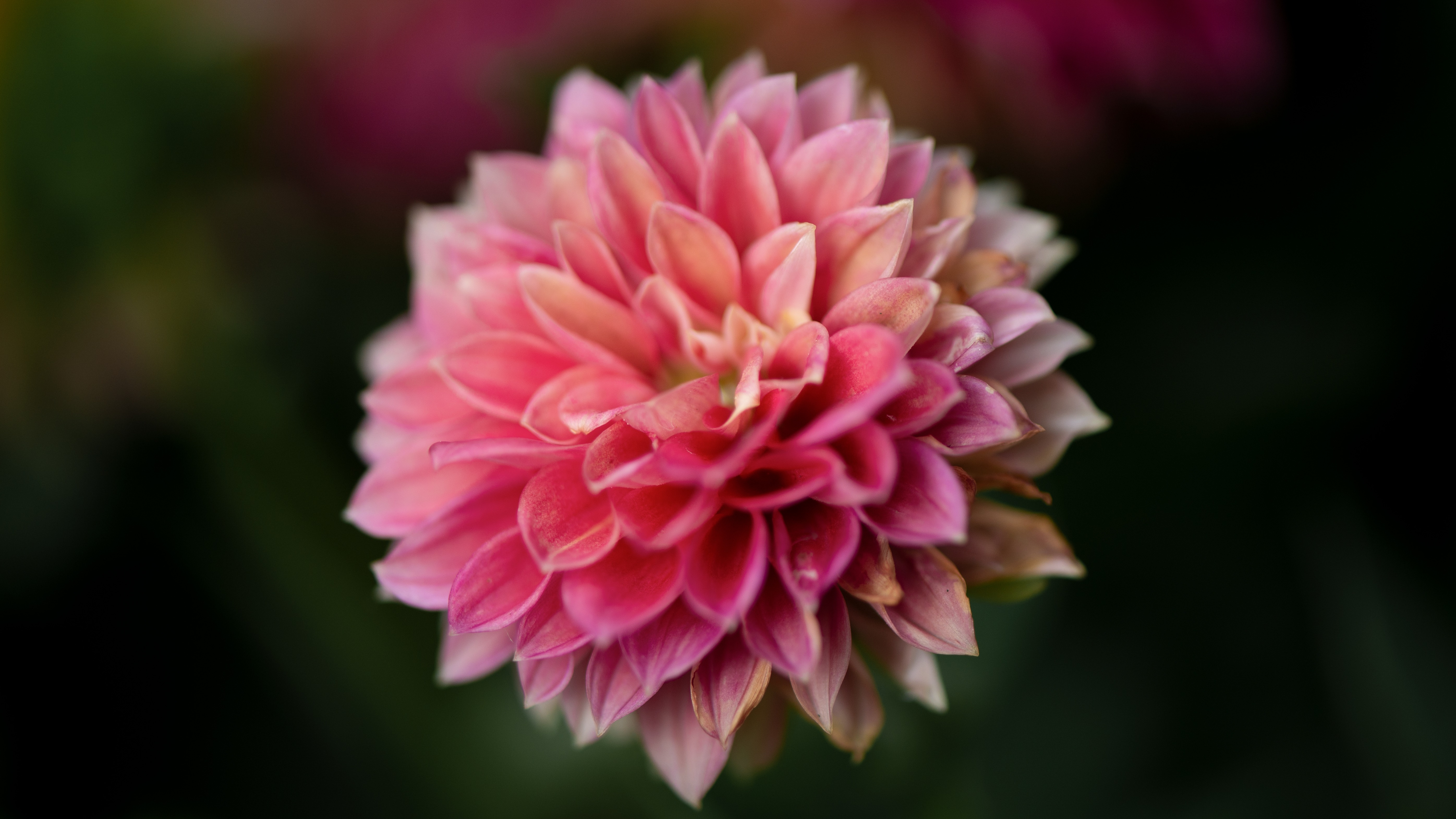 A fully bloomed pink dahlia with layered petals, sharply focused against a soft blurred green garden background.
