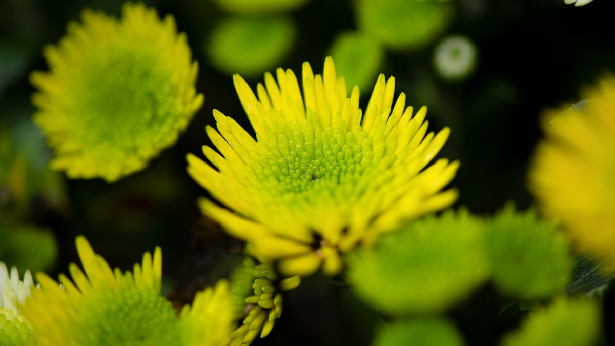 Close-up of a vibrant yellow chrysanthemum with sharp center details and soft blurred green background.