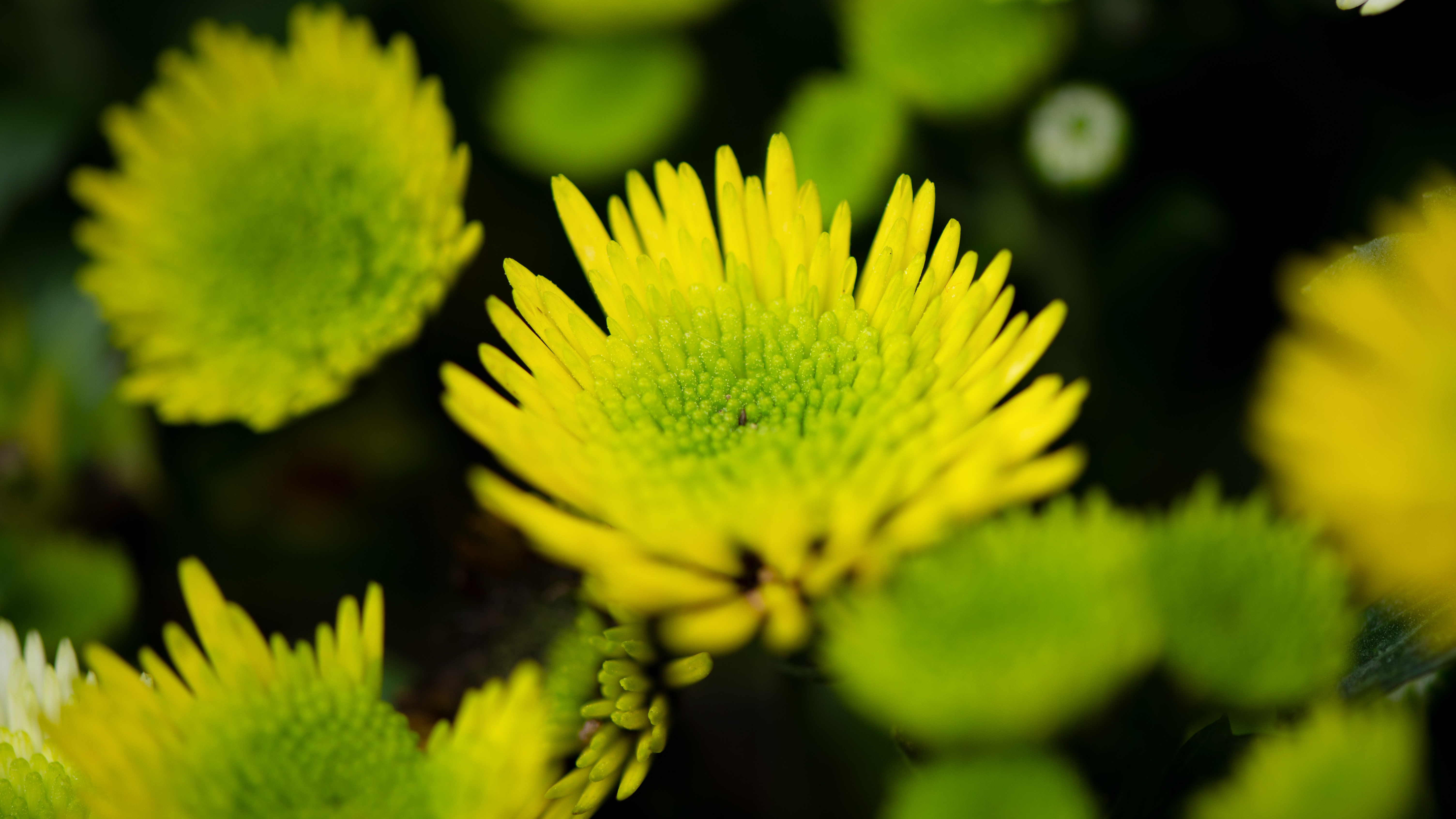 Close-up of a vibrant yellow chrysanthemum with sharp center details and soft blurred green background.