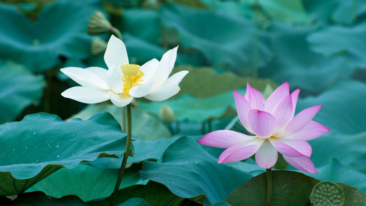 A white and a pink lotus flower bloom side by side in a lush green pond with soft diffused morning light.
