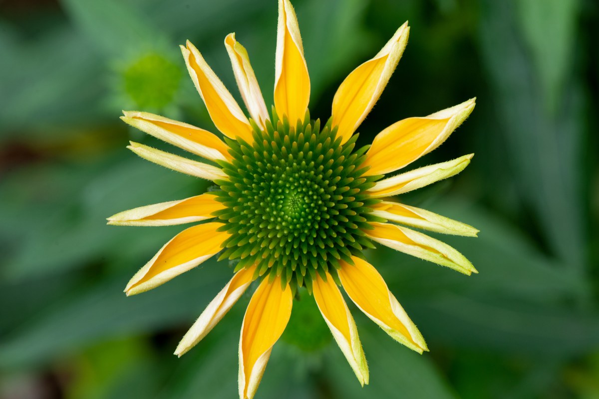 Overhead macro photograph of a bright yellow coneflower with a blurred green garden background.