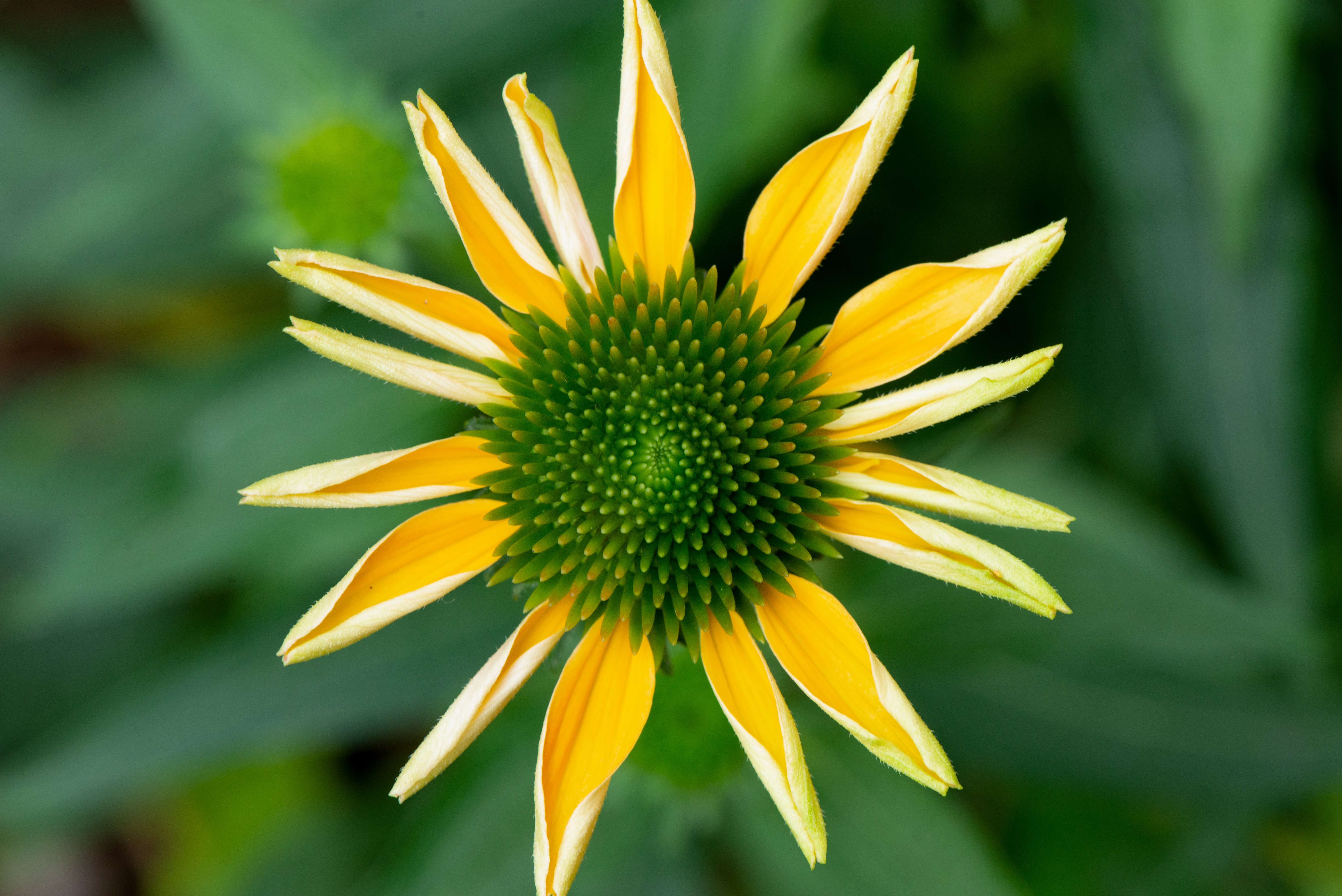 Overhead macro photograph of a bright yellow coneflower with a blurred green garden background.